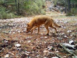 Babada�'da Kurt ve Karakulak G�r�nt�lendi
