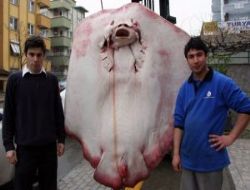 Dev Vatoz A�lara Tak�ld�