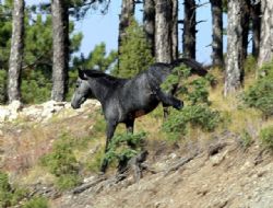 Sipahi Atlar� Efsanesi Ger�ekmi�